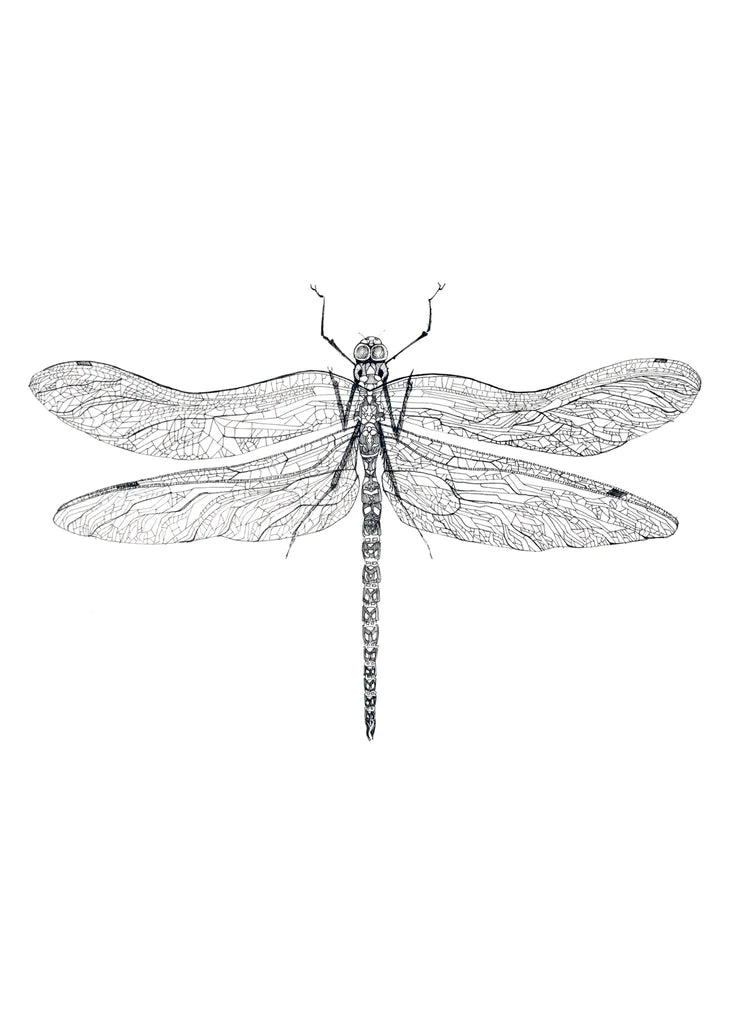 DRAGONFLY * LES VEDETTES *