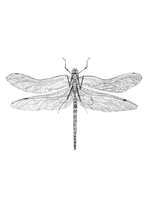 DRAGONFLY * LES VEDETTES *