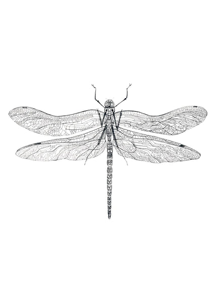 DRAGONFLY * LES VEDETTES *