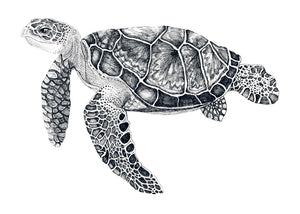 TURTLE TANGO * LES VEDETTES *